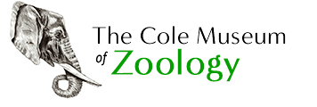 Collections - Cole Museum